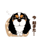 キャバリア犬♪トライカラー1（個別スタンプ：9）