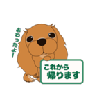 キャバリア犬♪ルビー1（個別スタンプ：15）