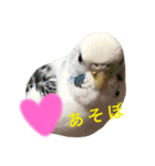 インコちゃんず（個別スタンプ：1）