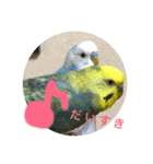 インコちゃんず（個別スタンプ：2）