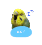 インコちゃんず（個別スタンプ：7）