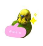 インコちゃんず（個別スタンプ：11）