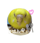 インコちゃんず（個別スタンプ：16）