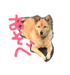 飼い犬コロン（個別スタンプ：5）