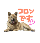 飼い犬コロン（個別スタンプ：11）