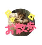 飼い犬コロン（個別スタンプ：16）