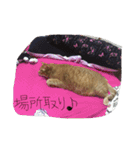 ちょこの気持ち ねこ（個別スタンプ：15）