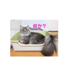 猫の一言。（個別スタンプ：1）