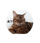 猫の一言。（個別スタンプ：4）