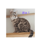 猫の一言。（個別スタンプ：6）