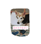 犬のどんちゃんと猫の源ちゃんVol.2（個別スタンプ：1）