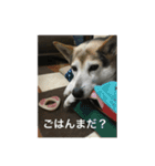 犬のどんちゃんと猫の源ちゃんVol.2（個別スタンプ：6）