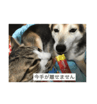 犬のどんちゃんと猫の源ちゃんVol.2（個別スタンプ：15）