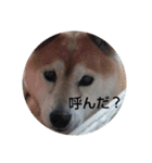 もっと柴犬はち（個別スタンプ：3）