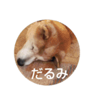 もっと柴犬はち（個別スタンプ：6）