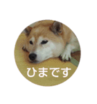 もっと柴犬はち（個別スタンプ：10）