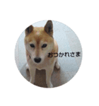 もっと柴犬はち（個別スタンプ：11）