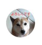 もっと柴犬はち（個別スタンプ：12）