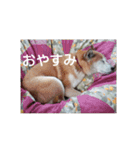 もっと柴犬はち（個別スタンプ：13）