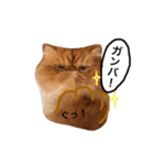 ぶさ猫エキゾの実写スタンプ（個別スタンプ：2）