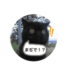 ぶさ猫エキゾの実写スタンプ（個別スタンプ：13）