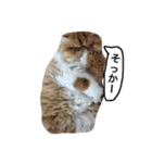 ぶさ猫エキゾの実写スタンプ（個別スタンプ：19）