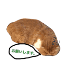 ぶさ猫エキゾの実写スタンプ（個別スタンプ：27）