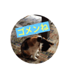 Neko Biyori（個別スタンプ：6）