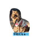 大切な私の犬 2（個別スタンプ：3）