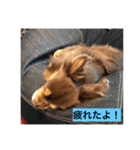 大切な私の犬 2（個別スタンプ：5）