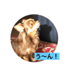 大切な私の犬 2（個別スタンプ：6）