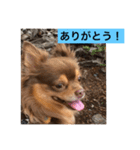 大切な私の犬 2（個別スタンプ：7）