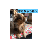 大切な私の犬 2（個別スタンプ：11）