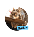 大切な私の犬 2（個別スタンプ：15）