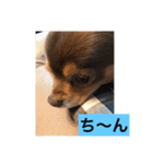 大切な私の犬 2（個別スタンプ：17）