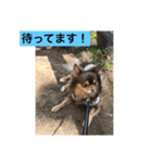 大切な私の犬 2（個別スタンプ：21）