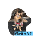 大切な私の犬 2（個別スタンプ：22）