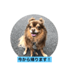 大切な私の犬 2（個別スタンプ：25）