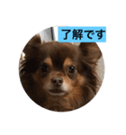 大切な私の犬 2（個別スタンプ：27）