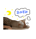 ちくわ！！！（個別スタンプ：8）