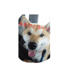 My dog is SORA.One day.（個別スタンプ：24）