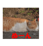 カワねこ（個別スタンプ：5）