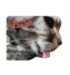 リアルな可愛い猫:2（個別スタンプ：13）