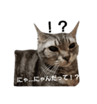 リアルな可愛い猫:2（個別スタンプ：15）