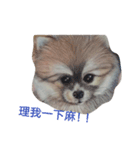 Pomeranian good（個別スタンプ：1）