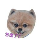 Pomeranian good（個別スタンプ：2）