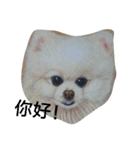 Pomeranian good（個別スタンプ：3）