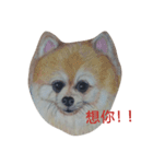 Pomeranian good（個別スタンプ：4）