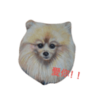 Pomeranian good（個別スタンプ：5）