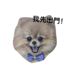 Pomeranian good（個別スタンプ：6）